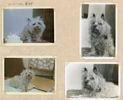 吉田茂資料紹介】愛犬アルバム／大磯町ホームページ