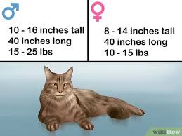 At his full length, he measured 48.5 inches from tip of the nose to base of the tail. 3 Ways To Identify A Maine Coon Wikihow