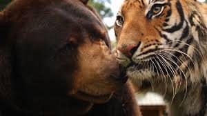 The Lion Tiger And Bear Family Animal Odd Couples Episode 1 Preview Bbc One Animals Friendship Animals Odd Animal Couples