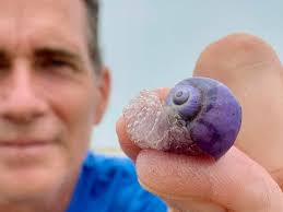 An amazing week of Beachcombing this week with all kinds of natural and man  made items washing up, including the “blue wave” that consists of man o  war, by the wind sailors,