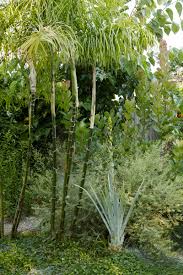 Bay area flowers to plant. The Ultimate Guide To Growing Palm Trees In The Bay Area Flora Grubb Gardens