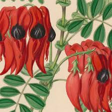 Image result for Eriolaena rulkensii