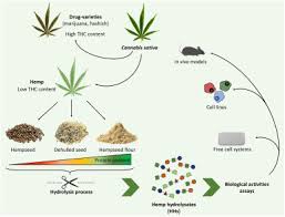 Image result for Cannabis sativa