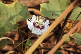 Image result for Schlechterina mitostemmatoides