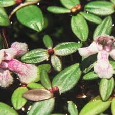Image result for Craterostigma nummulariifolium