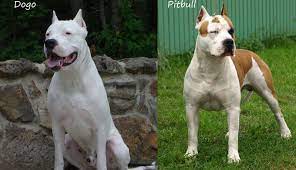 Dogo argentino puppies for sale ; Pitbull Mix Dogo Cheap Online