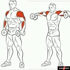 Gym Help On Instagram Best Exercise For Build Shoulder Follow Gym Help Gym Help Shoulder In 2020 Shoulder Workout Exercise Fitness Training