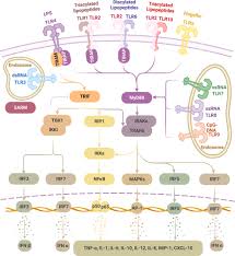 Frontiers | Toll-like receptor-targeted anti-tumor therapies: Advances and  challenges