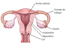 Image result for uterus