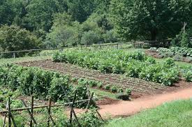 1700 S Gardens Functioning Vegetable Garden That Puts My Own To Shame Still Using Garden Pictures Vegetable Garden Planner Vegetable Garden