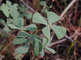 Image result for Marsilea vera