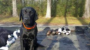 We are breeders of quality chocolate, black and yellow english type labrador retrievers. The Difference Between A British Retriever And An American Retriever Rock Springs Lab