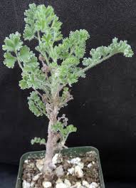 Image result for Pelargonium apetalum