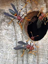 Pestnet® has experience in the pest management. Stinging Insect Control Greensboro Nc Pest Control Mcneely Pest Control