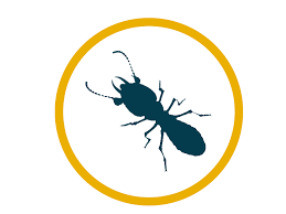 Clove oil as a mosquito repellent Professional West Palm Beach Pest Control Massey Services