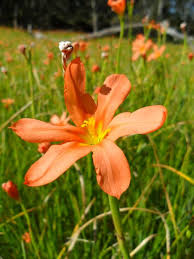 Maybe you would like to learn more about one of these? Time To Tackle Toxic Cape Tulip Weed On Ki The Islander Kingscote Sa
