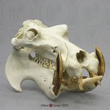 Pin On Tooth Bone