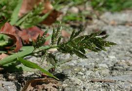 Image result for Eragrostis cilianensis