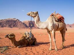 All orders are custom made and most ship worldwide within 24 hours. Police Solve Case Of Mysterious Deaths Of Camels At Dubai Farm Uae Gulf News