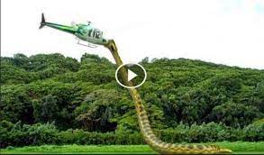 The Best Animal Biggest Snake Ever Giant Snake Anaconda Attacks A Plane Caught On Camera World Biggest S World Biggest Snake Anaconda Attack Giant Anaconda
