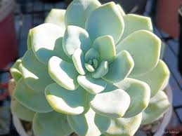 Image result for Orbea lugardii