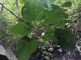 Image result for Pterygota mildbraedii