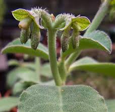 Image result for Monadenium crenatum