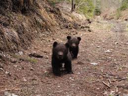 Black Bear Diner Moreno Valley Bears In Romania Bear Brown Bear Bear Images