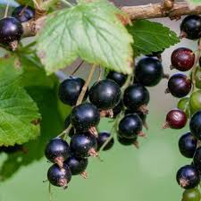 Berries Plant Identification