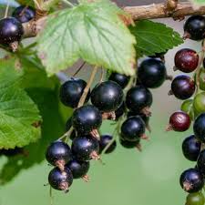 berries plant identification