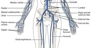 Muscle Anatomy Physiology Health Fitness Training Muscle Bone Veins Arteries Human Anatomy Picture Human Body Diagram Body Diagram