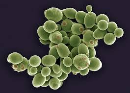 Yeast Cells Coloured Scanning Electron Micrograph Of Cells Of Brewers Yeast Saccharomyces Cerevisiae This Fungus Consists Of Singl Yeast Fungi Brewers Yeast