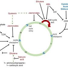 Check spelling or type a new query. Pdf The Importance Of Phytohormones And Microbes In Biostimulants Mass Spectrometric Evidence And Their Positive Effects On Plant Growth