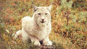 Välkommen till landet där forntida slott vaktar över dimmiga sjöar. Skaperverket Norges Nye Nasjonalsymbol