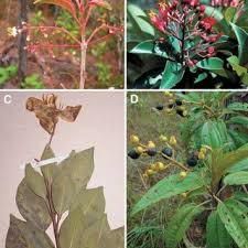 Pdf Taxonomic Studies In The Miconieae Melastomataceae Xii Revision Of Miconia Sect Miconiastrum With Emphasis On The Miconia Bicolor Complex