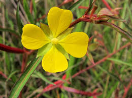 Image result for Ludwigia leptocarpa
