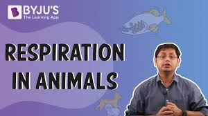 Where does respiration take place in animals. Respiration In Animals I Class 10 I Learn With Byju S Youtube