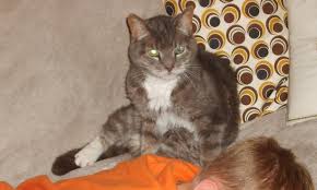 Unaveně vyhlížející kočka domácí ve vysokém věku 20 let. Missing 20 Year Old Cat On M Street Chpn