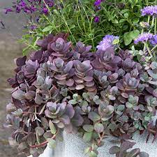 Plants flower garden container flowers hanging flowers planting flowers plants for hanging baskets hanging flower baskets backyard landscaping the u.s. Perfect Container Plants For Hot And Dry Zones