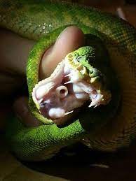 They have sharp teeth, which pierce prey and they will then coil around prey to constrict. Emerald Tree Boa Teeth Album On Imgur