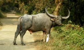 Image result for Dibru-Saikhowa National Park