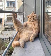 Fat Cats