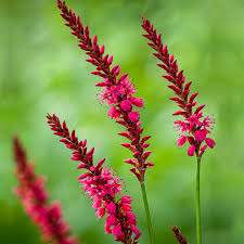 Image result for Persicaria