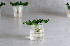 Image result for cuttings of geraniums