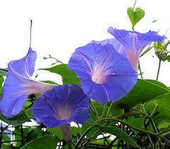 Image result for Ipomoea violacea