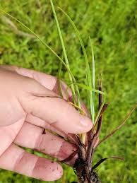 Image result for Fimbristylis dichotoma