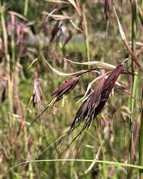 Image result for Themeda triandra