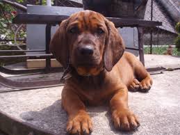 Image result for alpský brakýř jezevčíkovitý