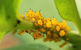 They hatch about 3 to 4 days after they're laid. Oleander Aphids And Caterpillar Fail Skinny In A Land Of Plenty
