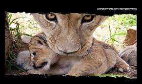 Los predadores tope — como los zorros y pumas— son un eslabón fundamental en los ecosistemas y esto incluye sinergias positivas incluso con la actividad agropecuaria: Puma Caracteristicas Que Come Habitat Y Reproduccion Pangea